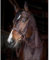 Bello-Equine Trensen - Fancy Stitch Havana braun mit abnehmbarem Blitz - Größe (COB)