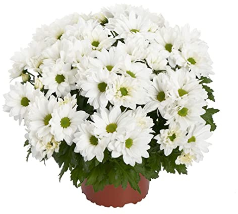 Chrysanthemum Flor Blanca | DECOALIVE | Planta Natural | Flor Color Blanco | Margarita de Interior y Exterior