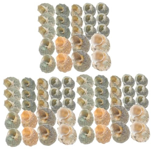 ERINGOGO 600pièces Coquilles De Conch Natural Sea Shells pour Décoration Aquarium Et Terrarium Accessoires De Paysage Marin pour Crabes Et Poissons