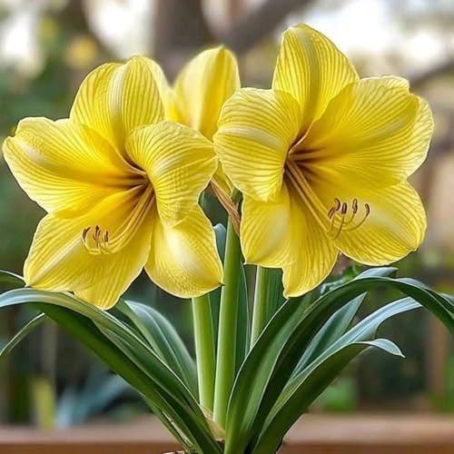 Winterharte Mehrjährige Amaryllis rhizom-Blühende Rhizome- Ideale Gartenarbeit Seltene Amaryllis- Gedeihen in Behältern-1 Rhizome-I