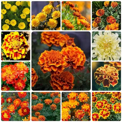 500 Piezas Semillas De Caléndula Semillas De Flores Orgánicas Regalo Para Invitados, Plantas Perennes Resistentes, Tagetes Erecta, Flores De Jardín, Plantas De Interior Semillas Semillas De