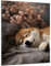 Munera Design - Bild 56x84 - schlafender Hund Welpe Akita - Wand-Bilder Wohnzimmer