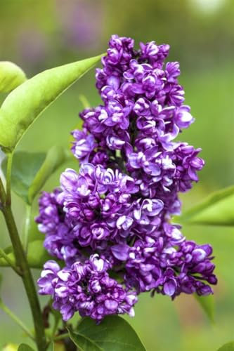 Syringa vulgaris 'Charles Joly' 60-80 cm - Edelflieder, purpurrote Blüten, Blütezeit Mai-Juni, duftend, ideal für Hecken, bienenfreundlich, winterhart