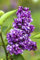 Syringa vulgaris 'Charles Joly' 60-80 cm - Edelflieder, purpurrote Blüten, Blütezeit Mai-Juni, duftend, ideal für Hecken, bienenfreundlich, winterhart