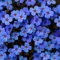 200 Stück/Beutel Blumensamen, produktive Hängepflanzen, seltene Pflanzung im Innen- und Außenbereich, Eisenkraut, Gartensämlinge für Parterre, Samen zum Pflanzen jetzt Blau