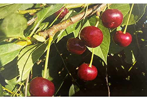 Pianta vera di Ciliegio Visciola di Ancona - Diametro Vaso Ø 20 cm