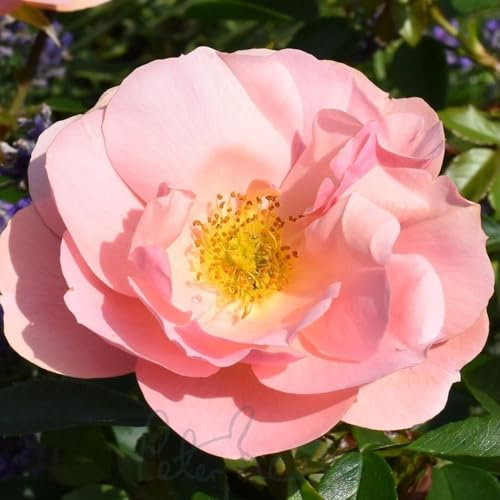 Peter Beales Roses UK Loyal Companion Floribunda Bush Rose, Semi-Double Blooms, 90cm x 60cm, Multi-Coloured