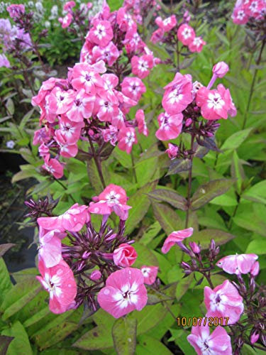 Phlox paniculata Junior Dance - Flammenblume Stückzahl Rabatt 20er-Paket