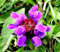 PRUNELLA VULGARIS BLU NR.50 SEMI