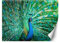 Feeby Wandtapete Fototapete Vlies Tier Pfau Vogel 250x175 cm Grün Modern Tapete Wohnzimmer Schlafzimmer Gefiedert Schwanz Natur