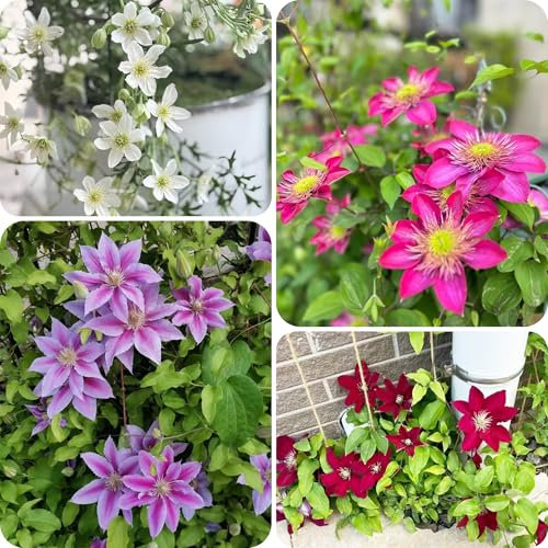 bulbos de clemátide mixtos - cebollas perennes resistentes Plantas trepadoras perennes resistentes planta de interior resistente bulbos de flores de primavera clemátide, planta perenne 2pcs