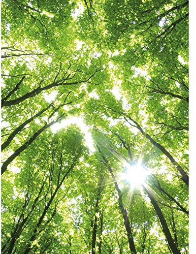 Grüne Fototapete Bäume | Flur und Büro Fototapete mit Baumkronen in Himmel | 3D Tapete mit Wald Motiv mit Sonne ideal für Treppenhaus