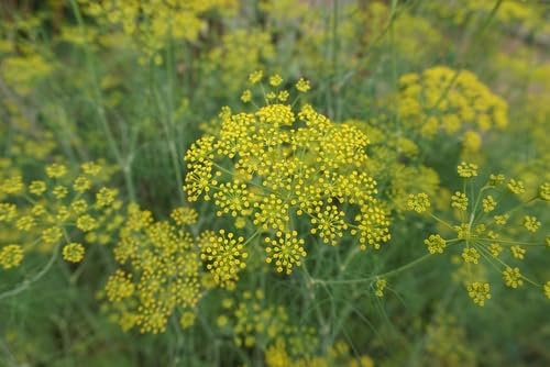 500 Samen Fenchel Foeniculum vulgar Gewürz Bienen Pflanze Kräuter Tee