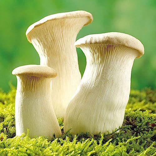Luojuny Semillas de hongos, 50 Unids/bolsa Semillas de hongos Pleurotus Eryngii Sombra completa Buena cosecha Planta fácil Esporas de micelio Engendro Semillas secas para balcón Semillas de Pleur
