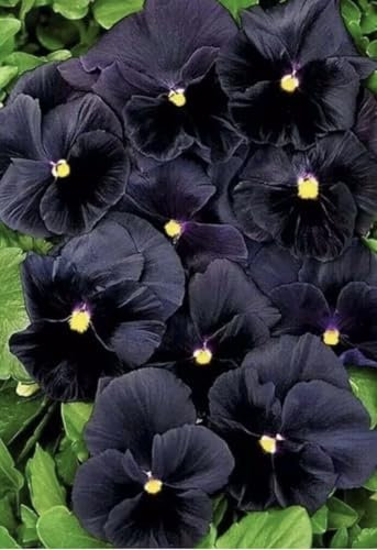 Buy4seeds 50 Black Viola Pansy Swiss Giant F1 Seeds - Viola wittrockiana Easy for Grow Garden