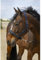 OR S-LINE EQUITHÈME Nylon Strass Soft Glitzer Halfter für Pony (Navy, Pony)