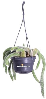 Pianta di Hildewintera Codademonis pianta grassa pianta da interno cactus ricadente pianta ornamentale di Hildewintera Codademonis pianta da arredo pianta vera venduta da eGarden.store