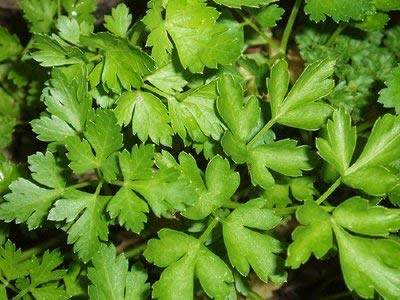 Bulk Organic Parsley Seeds (1/2 Lb)