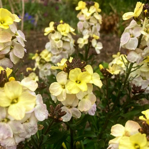 Carbeth Plants - Bare Root Wallflowers Plants Ready for Planting Now - 10 x Ivory White - Scented Erysimum Spring Flowering Biennials Garden Ready - Ideal for Bedding, Borders & Containers