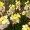Carbeth Plants - Bare Root Wallflowers Plants Ready for Planting Now - 10 x Ivory White - Scented Erysimum Spring Flowering Biennials Garden Ready - Ideal for Bedding, Borders & Containers