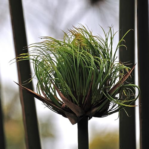 50 pcs Papyrus Pflanze Samen wasserpflanzen teich winterhart Cyperus papyrus bienenweide saatgut, pflanzen garten kübelpflanzen nachhaltige geschenke balkon beet stauden winterhart