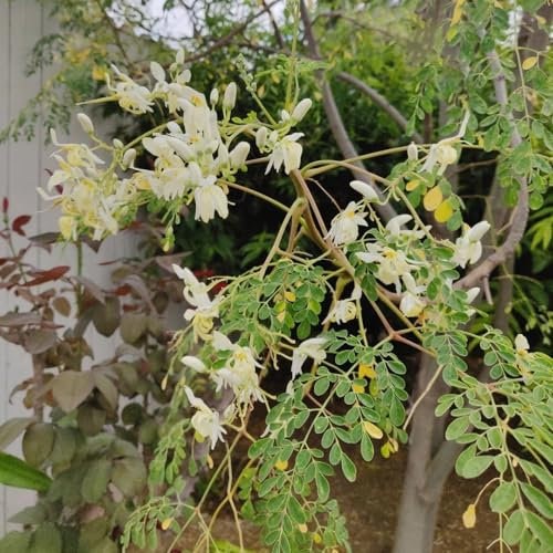30 pcs moringa samen zum pflanzen, garten, exotische pflanzen (Moringa oleifera) alte sorten, hochbeet bodendecker, steingarten pflanzen biosaatgut, exotische pflanzen winterhart saatgut,