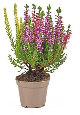 Brezo Planta Resistente - Mix Color - Ideal para Exterior