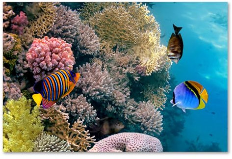 Postereck - 0772 - Korallenriff, Tauchen Fische Meer Natur Wasser - Wandposter Fotoposter Bilder Wandbild Wandbilder - Poster - DIN A4-21,0 cm x 29,7 cm