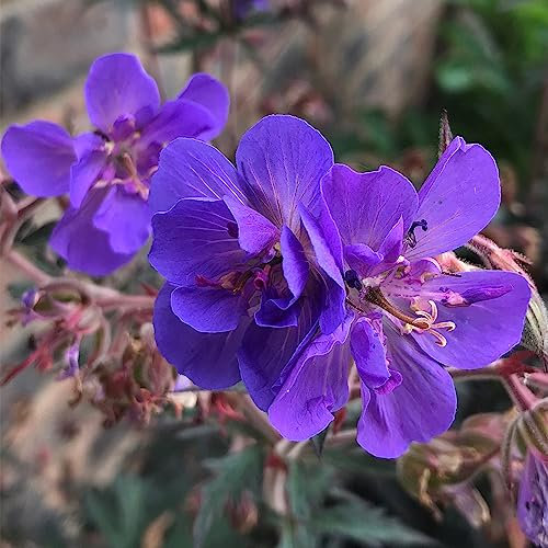 You Garden - 3 x Geranium (Hardy) Storm Cloud in a 9cm Pot
