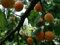 Aprikose Prunus armeniaca Pflanze 35-40cm Marille Malete Barille Aprikosenbaum