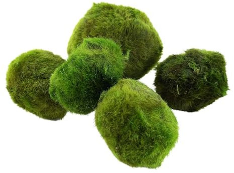 Marimo Moss Balls Live Plants for Aquariums Betta Fish Aquatic Easy Starter Plants (2, Nano Moss Ball)