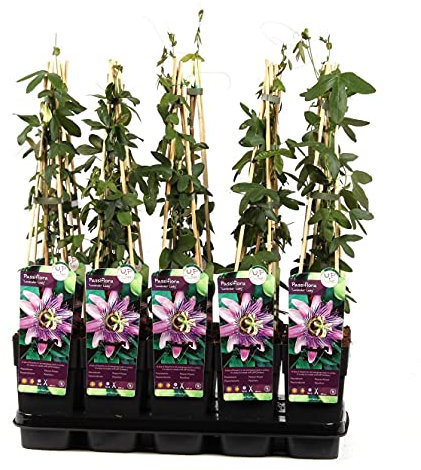 Winterharte Passionsblume Passiflora Lavender Lady ca. 30 cm - exotische Schönheit - mehrjährige Kletterpflanze