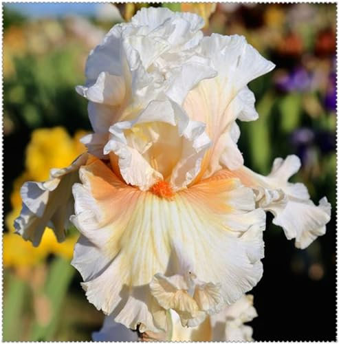 Schwertlilien Zwiebeln Winterhart Mehrjährig-Schwertlilie Pflanze-Schwertlilien Kaufen-Schwertlilien Knollen-iris Zwiebeln (15Zwiebeln,B)
