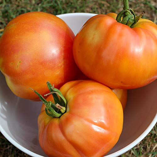Striped German Bio-Tomatensamen für ca. 10 Pflanzen - aromatische Fleischtomate