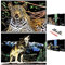 Scratch Painting Art Paper, Animal Series Scratchboard für Kinder & Erwachsene, Geschenke & Arts Craft Kits mit 4 Werkzeugen, Größe: 16 '' x 11 '' (Wolf & Cheetah)