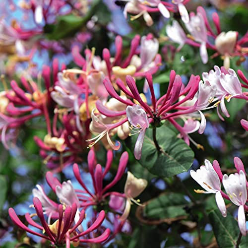 Honeysuckle 'Belgica' – Scented Climbing Plant with White Flowers Turning Yellow and Red, Produces Red Berries, Ideal for Fences and Walls – 1X or 3X 9cm Pots by Thompson and Morgan
