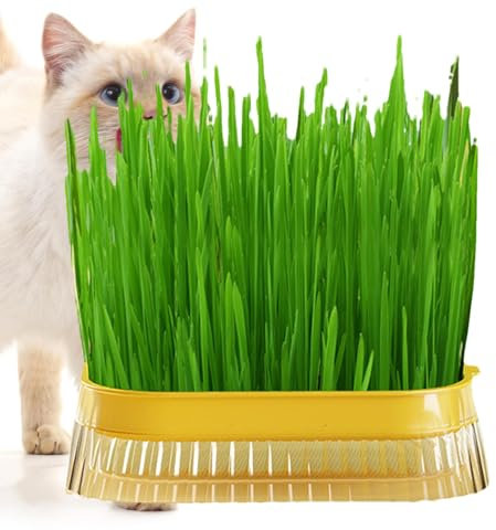 Bvizyelck Fioriera per per Gatti, Vaso per piantare per Gatti, Vaso idroponico per del Gatto, Vassoio per germogli di Coltura Senza Suolo per Coltivazione Indoor, vassoi con