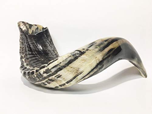 Ram Shofar Horn, koscher, natürlich, 48,3 cm - 53,3 cm, sehr selten