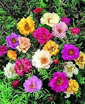 50+ DOUBLE MOSS ROSE MIX/PORTULACA/ANNUAL FLOWER SEEDS/GROUND COVER: Only Seeds