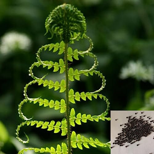 Luojuny Farn-Samen, 50 Stück/Beutel, Farn-Samen, lebensfähig, produktiv, mehrjährig, natürlich, Bonsai-Gemüse-Sämlinge für den Garten Samen