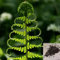 Luojuny Farn-Samen, 50 Stück/Beutel, Farn-Samen, lebensfähig, produktiv, mehrjährig, natürlich, Bonsai-Gemüse-Sämlinge für den Garten Samen