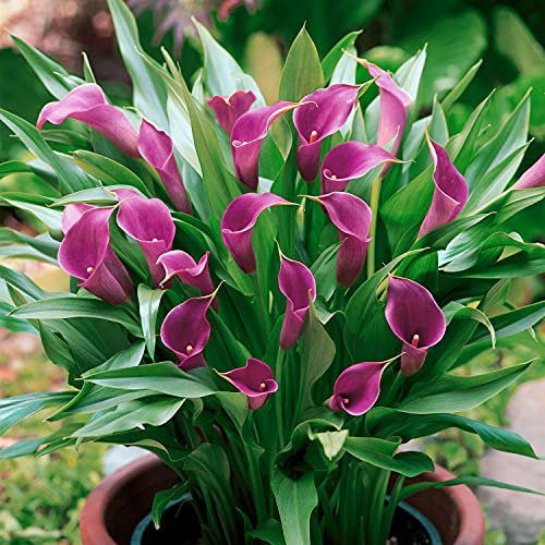 Bulbos gigantes de cala blanca,Como una planta rara y preciosa,Colorido,Hermoso-2,3bulbis