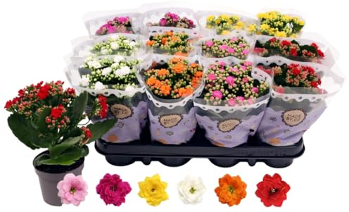¡¡¡ 12 Plantas !!! natural Kalanchoe Calandiva. Segura Garden. Ideal para el hogar, ya que no solo añade belleza con sus vibrantes flores, sino que también es fácil de cuidar y purifica el aire