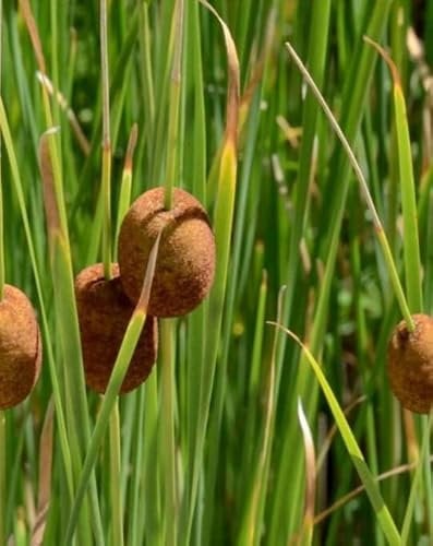 Lincolnshire Pond Plants Ltd - Marginal Aquatic Pond Plant - (Typha Minima) - 1Ltr Potted