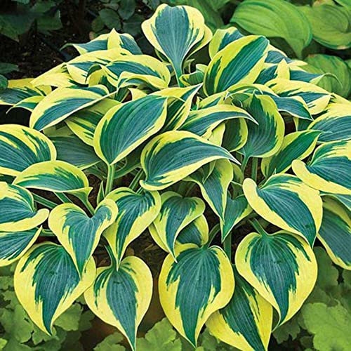 Haloppe 200 Pz Colore Misto Hosta Fiori Piante Semi per la Piantagione del Giardino di Casa, Semi di Hosta Plantaginea Piantaggine Profumata Pianta Decorativa Bonsai Giallo verde