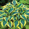 Haloppe 200 Pz Colore Misto Hosta Fiori Piante Semi per la Piantagione del Giardino di Casa, Semi di Hosta Plantaginea Piantaggine Profumata Pianta Decorativa Bonsai Giallo verde