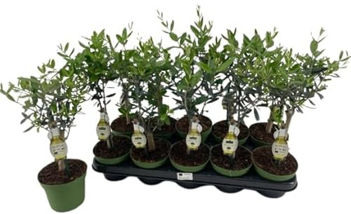 Olea Europaea Olivo Árbol Mini para Decorar Terraza y Hogar
