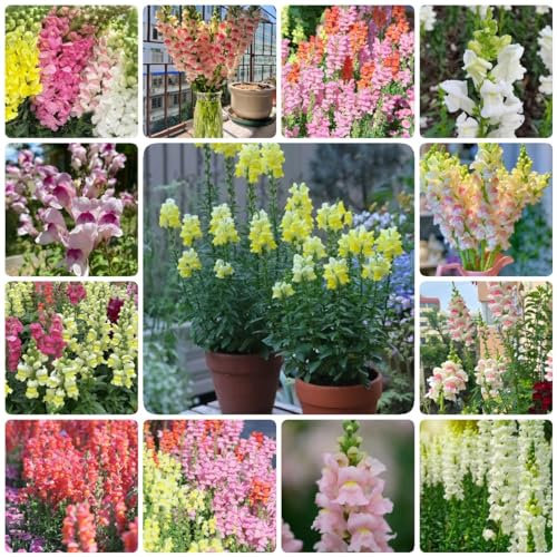 300 pcs Löwenmäulchen pflanze samen - balkonpflanzen winterhart,Antirrhinum majus, winterfeste pflanzen für balkon dekoration wildblumensamen mehrjährig winterhart deko bodendecker