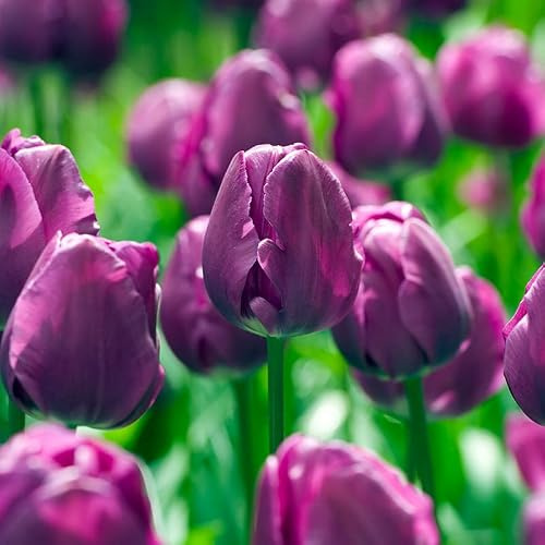 Tulpe Negrita | 10 Stück | Blumenzwiebel | Schnittblume | Lila | 100% Blütegarantie | QFB Gardening | Tulpenzwiebeln