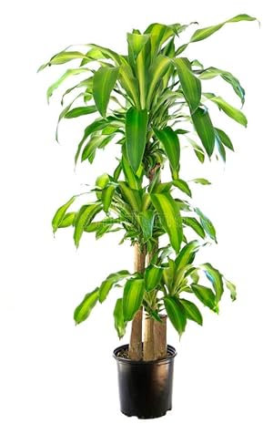 Tronco Brasil XL PREMIUM 3 Troncos 90-60-30cm de Altura